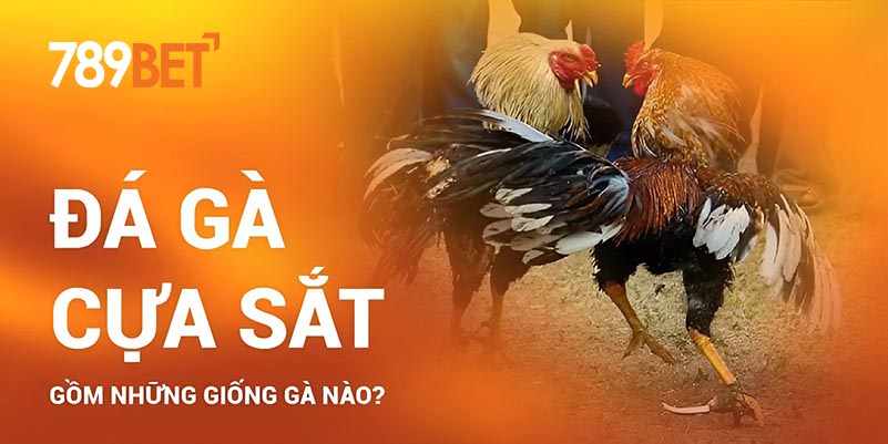 Đá gà cựa sắt gồm những giống gà nào? Đá gà cựa sắt gồm những giống gà nào?